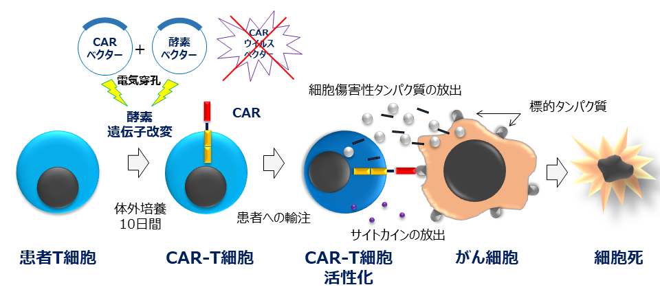 /data/contribution/15/CAR-T図.png